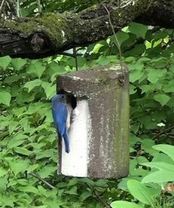 Kinsman Hanging Houses Schwegler 1 1/4" Tree Trunk Birdhouse