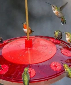 Droll Yankees Happy Eight-2 Hummingbird Feeder Hummingbird Feeders