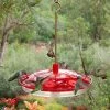 Droll Yankees Happy Eight-2 Hummingbird Feeder Hummingbird Feeders