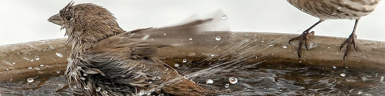 BirdHousesAndBaths Sales 2 BirdHousesAndBaths Sales -BirdHousesAndBaths Sales hengfu