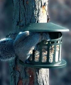 Heritage Farms Squirrel Diner II Squirrels