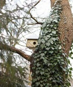 Squirrels Squirrel House By Esschert Design 9 Squirrels Squirrel House By Esschert Design