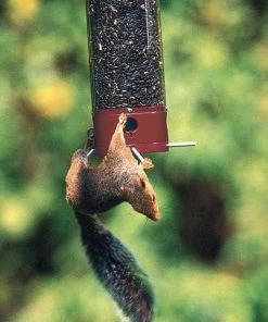 Droll Yankees Hanging Feeders Yankee Dipper Squirrel Proof Bird Feeder