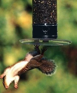 Droll Yankees Hanging Feeders Yankee Tipper Squirrel Proof Bird Feeder