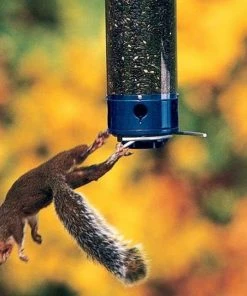 Droll Yankees Yankee Whipper Squirrel Proof Bird Feeder Hanging Feeders 8 Droll Yankees Yankee Whipper Squirrel Proof Bird Feeder Hanging Feeders