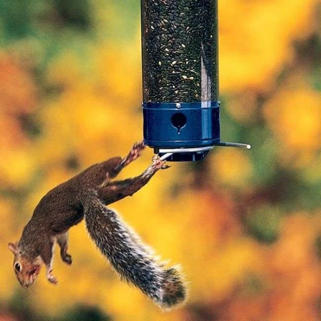 Droll Yankees Yankee Whipper Squirrel Proof Bird Feeder Hanging Feeders 5 Droll Yankees Yankee Whipper Squirrel Proof Bird Feeder Hanging Feeders